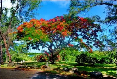 You can take the boat from Mauritius to spend a few hours on this uninhabited islet called Ile aux Cerfs, a real jewel of the ocean ...