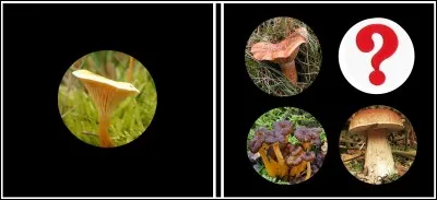 Domino Edible mushrooms . Which is your choice?