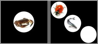 Domino Ponds eggs. What is your choice?