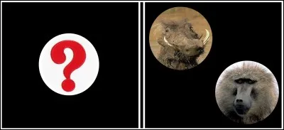 Domino En Afrique . What is your choice?