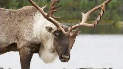 Whats is the name of this animal ?