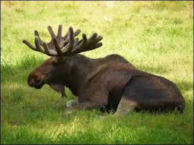 Whats is the name of this animal ?