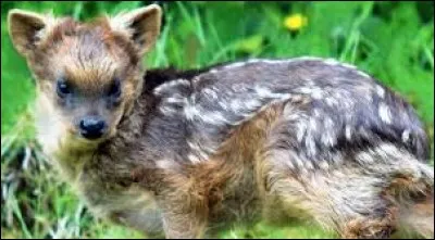 Whats is the name of this animal ?