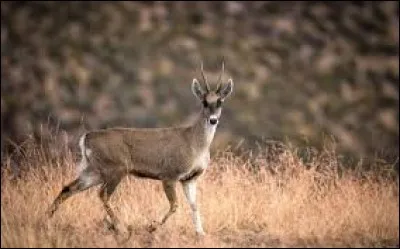 Whats is the name of this animal ?