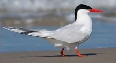 What is the name of this bird ?