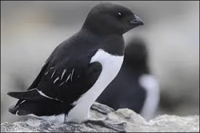 What is the name of this bird ?