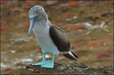 What is the name of this bird ?