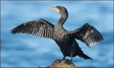 What is the name of this bird ?