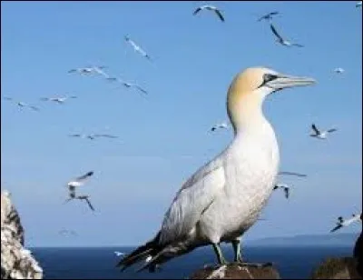 What is the name of this bird ?