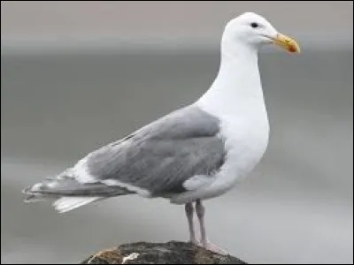 What is the name of this bird ?