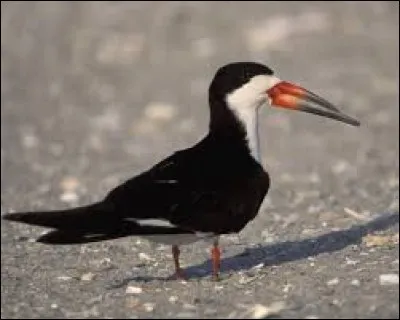 What is the name of this bird ?