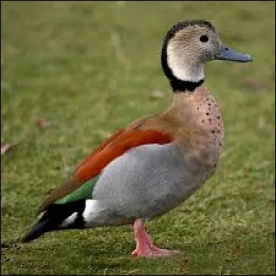 What is the name of this bird ?