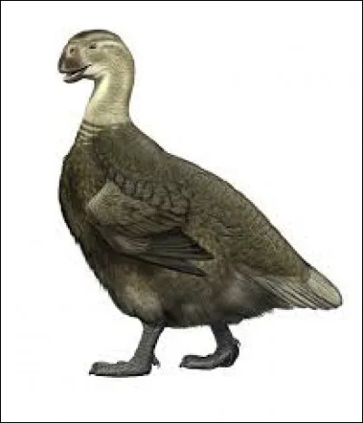 What is the name of this bird ?