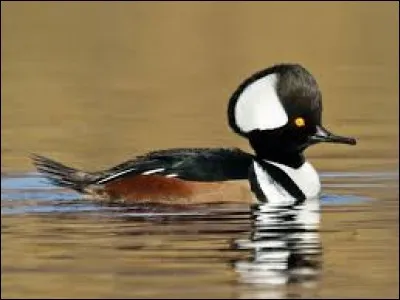 What is the name of this bird ?