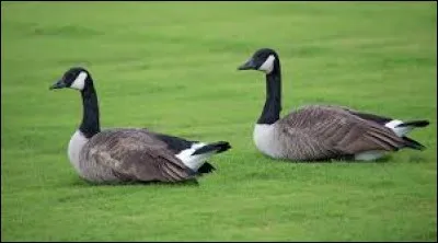 What is the name of this bird ?