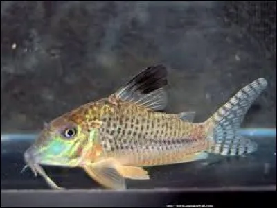 Whats is the name of this fish ?
