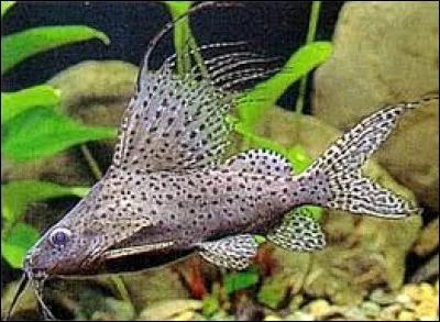 Whats is the name of this fish ?