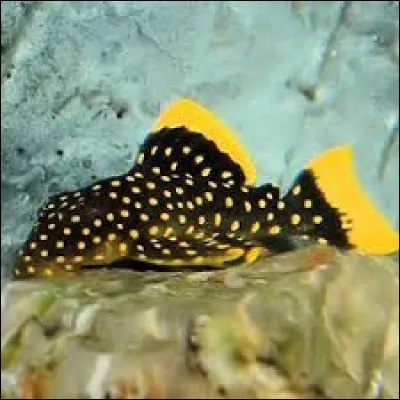 Whats is the name of this fish ?