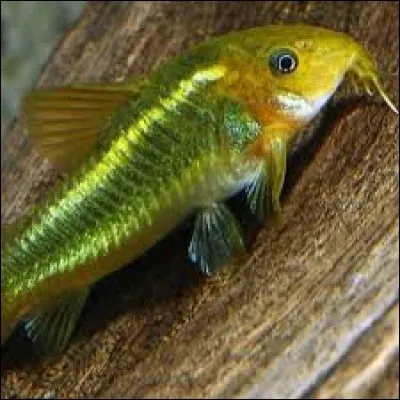 Whats is the name of this fish ?