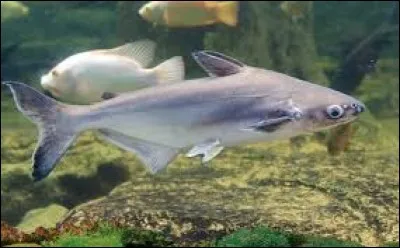 Whats is the name of this fish ?