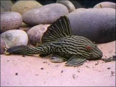 Whats is the name of this fish ?