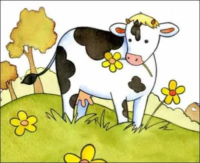 How many pockets does a cow's stomach have?