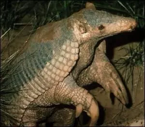 The armadillo is native ...