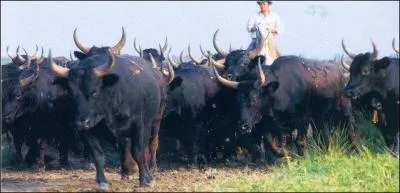 What are the names of the men on horseback who guard the herds of bulls in the Camargue?