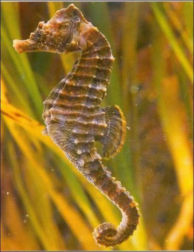 The seahorse is ...