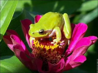 When the frog cries, it is said that it ...