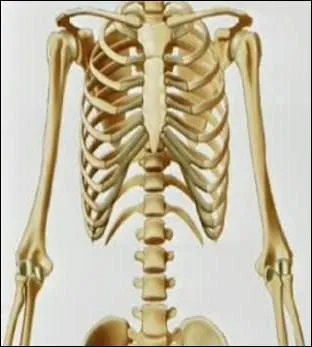 The human body has ...