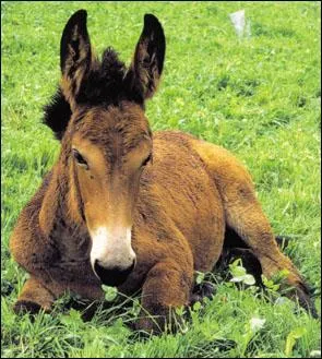 What name is given to the offspring of a mare and a donkey?