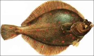 Which of these is not a flatfish?