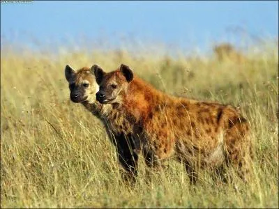 Hyenas are animals ...