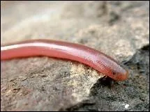 The minute snake is a snake of warm countries ...