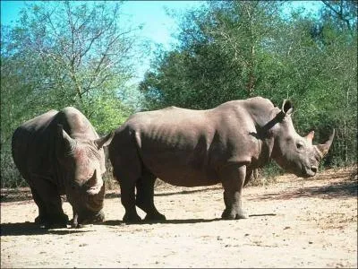 What does the rhinoceros eat?