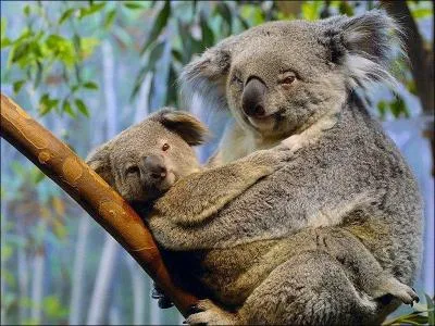 How does the mother koala feed her cub at birth?