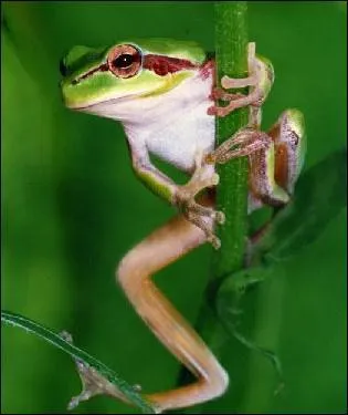 What distinguishes tree frogs from frogs?
