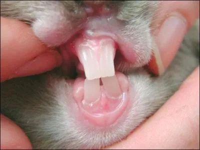 Rodent teeth ...
