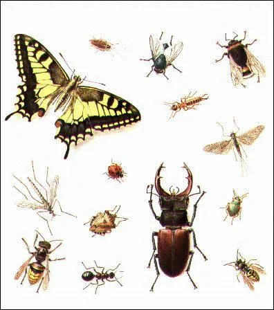 One of the most numerous groups of insects (over 250,000 different species) is the ...
