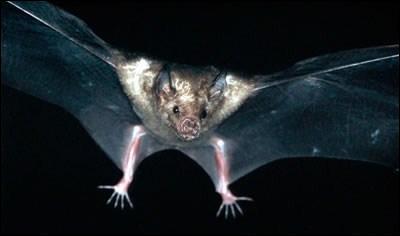 To find their way in flight, bats use ...