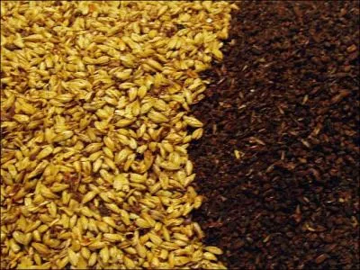 Beer is prepared from malt. What is malt?