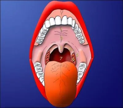 The uvula is ...