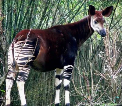 Where does the okapi live?