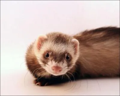 How is the ferret sometimes used by man?