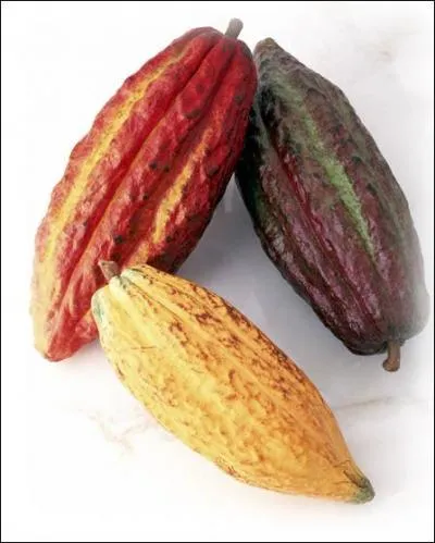 What is the name of the fruit of the cacao tree, from which chocolate is made?