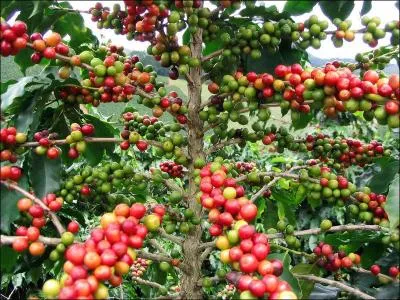 Coffee is made by roasting the fruits of the cafe tree, which can be seen in this photo. What are these fruits called?