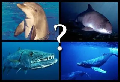Which ferocious predator of tropical waters sometimes even attacks swimmers?