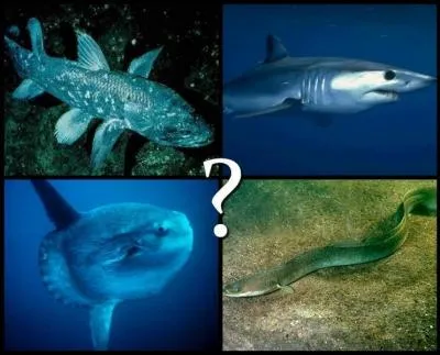 What is the oldest known fish in its present form?