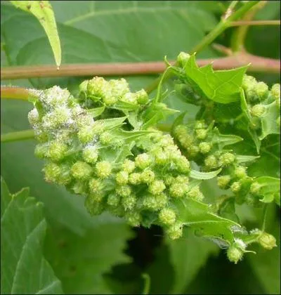 What is 'phylloxera', the parasite from America that destroyed French vines in the 19th century?